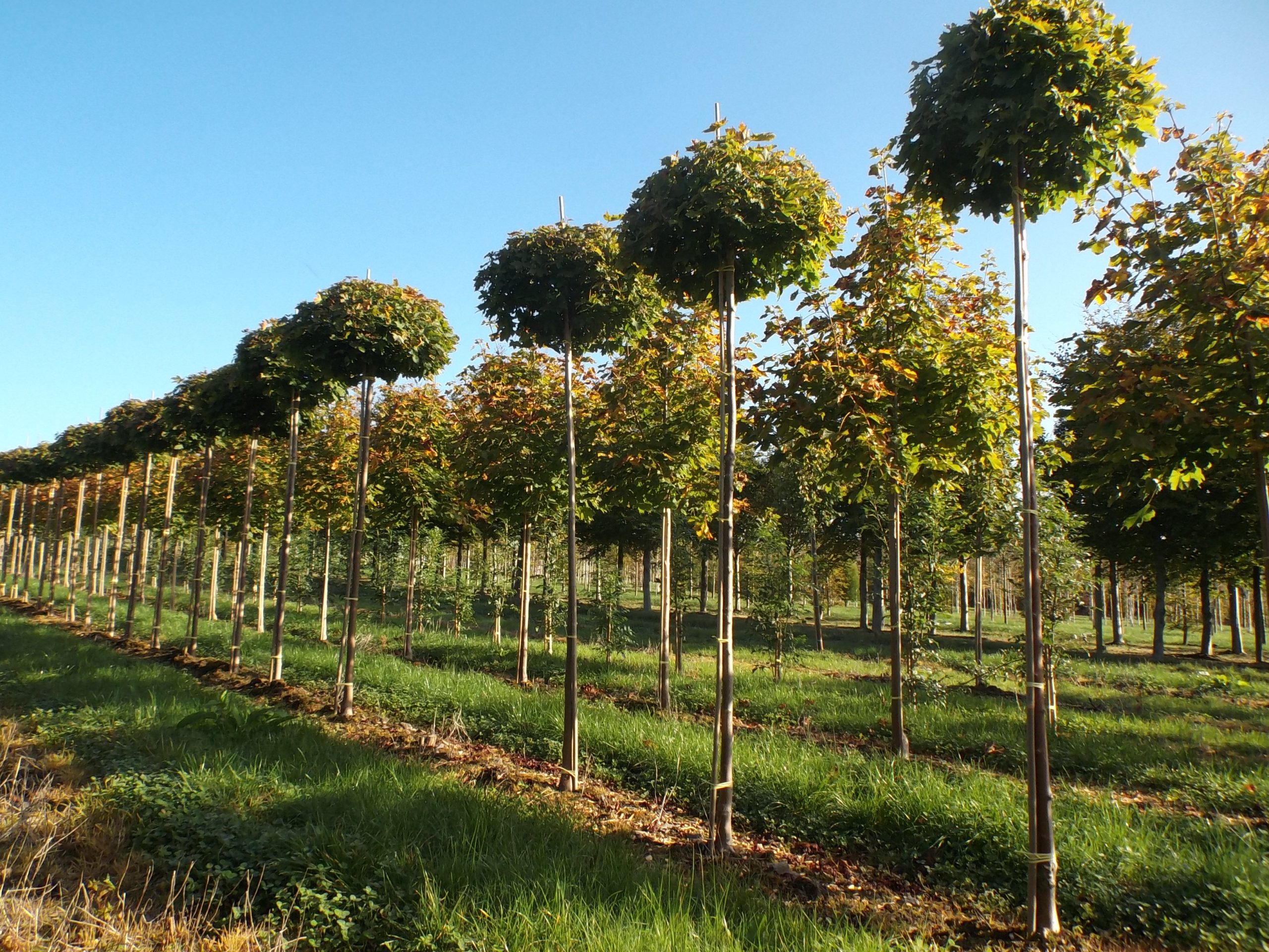 acer-platanoides-globosum.JPG