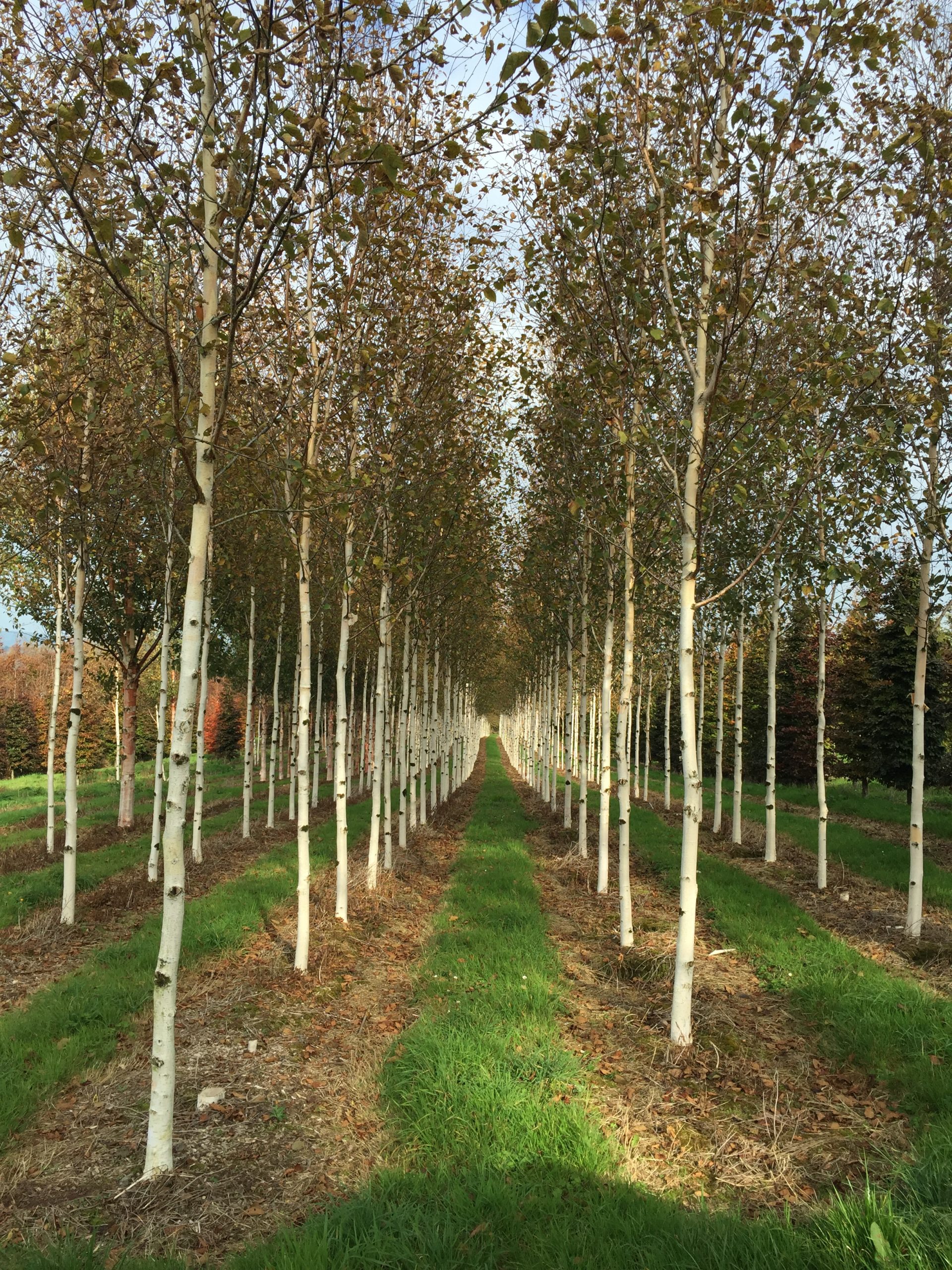 betula-utilis-jacquemontii.JPG