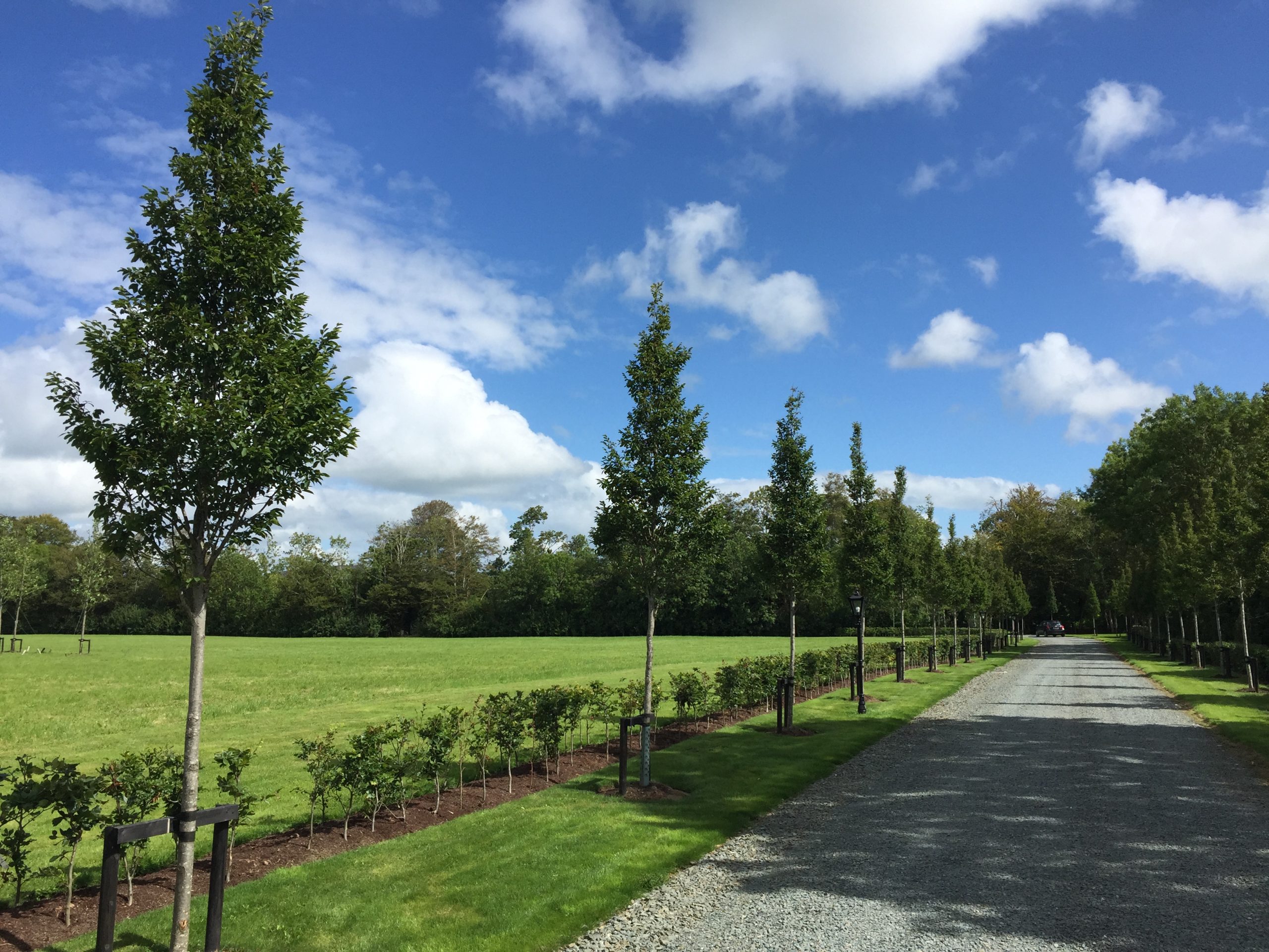 carpinus-betulus-fastigiata-avenue-in-private-house-limerick.JPG