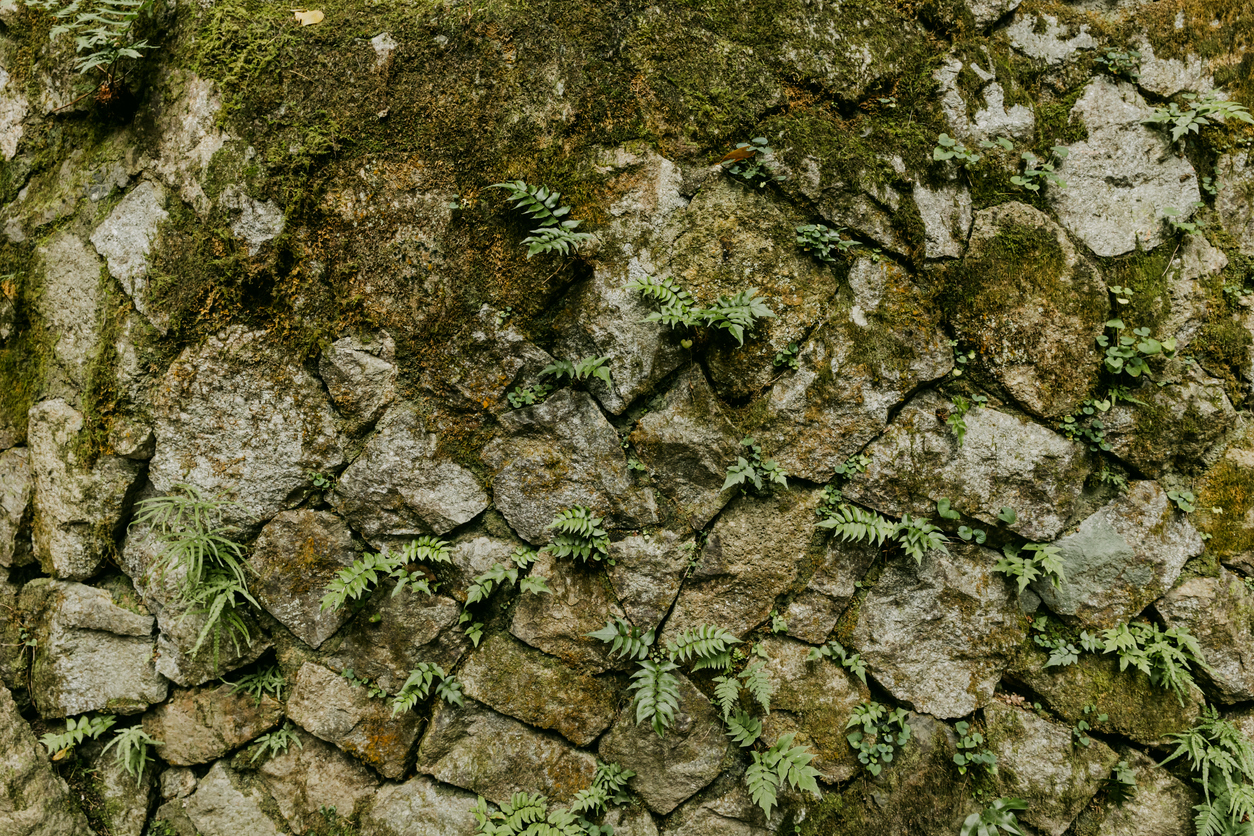 Protecting the Flora of Old Walls