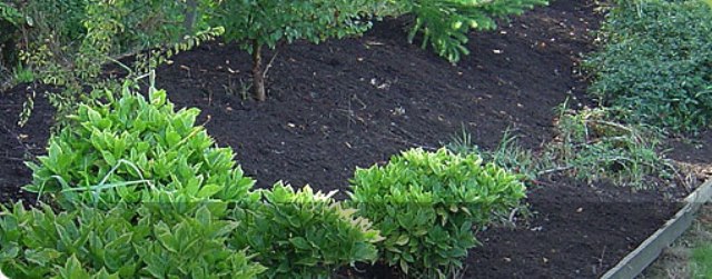 medium-mulch.jpg