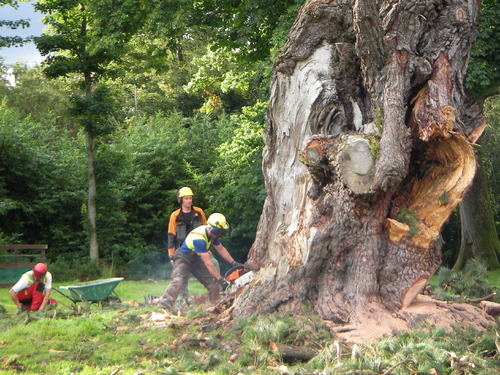 small-men-big-tree.JPG