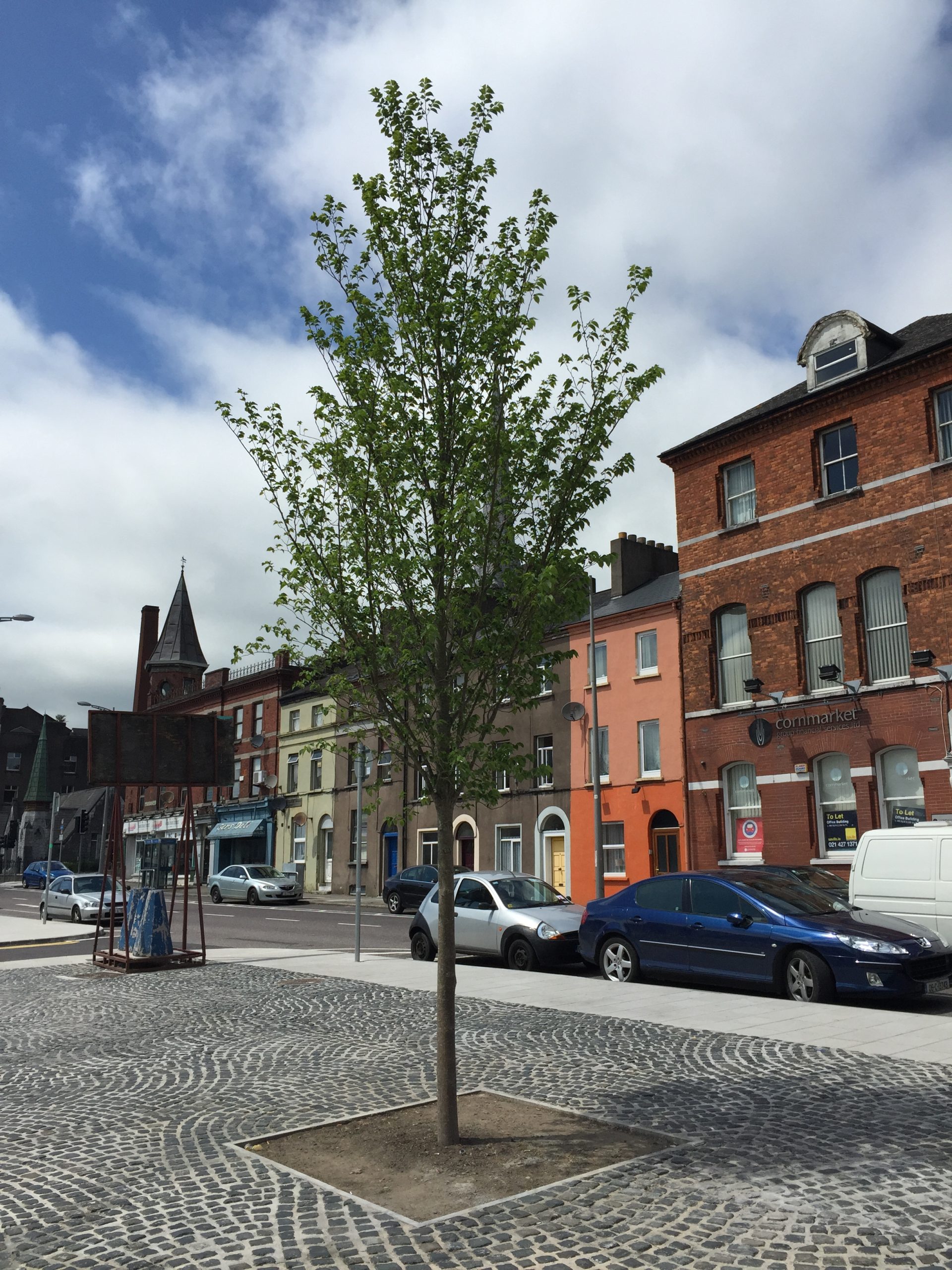 ulmus-hollandica-dodoens-in-cork-city.JPG